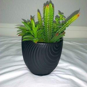 super cute succulent